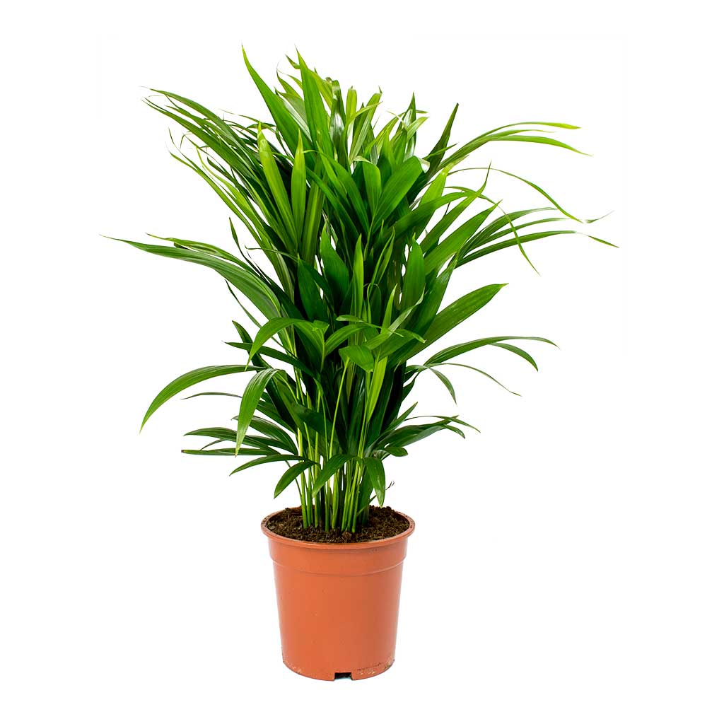 Areca Palm - Image 2