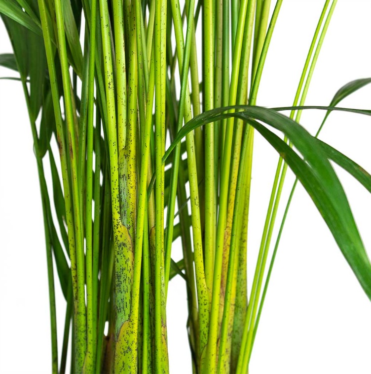 Areca Palm - Image 5