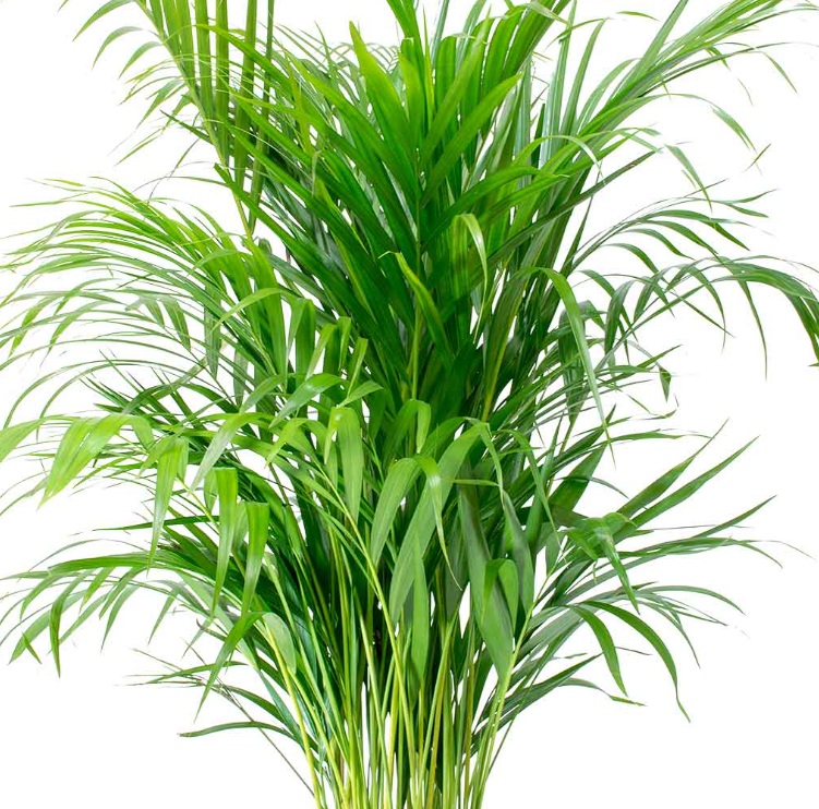 Areca Palm - Image 6