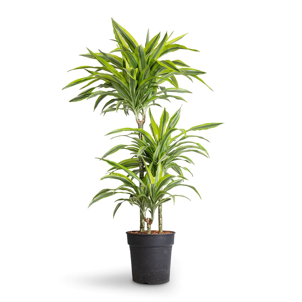 Dracaena Lemon Lime