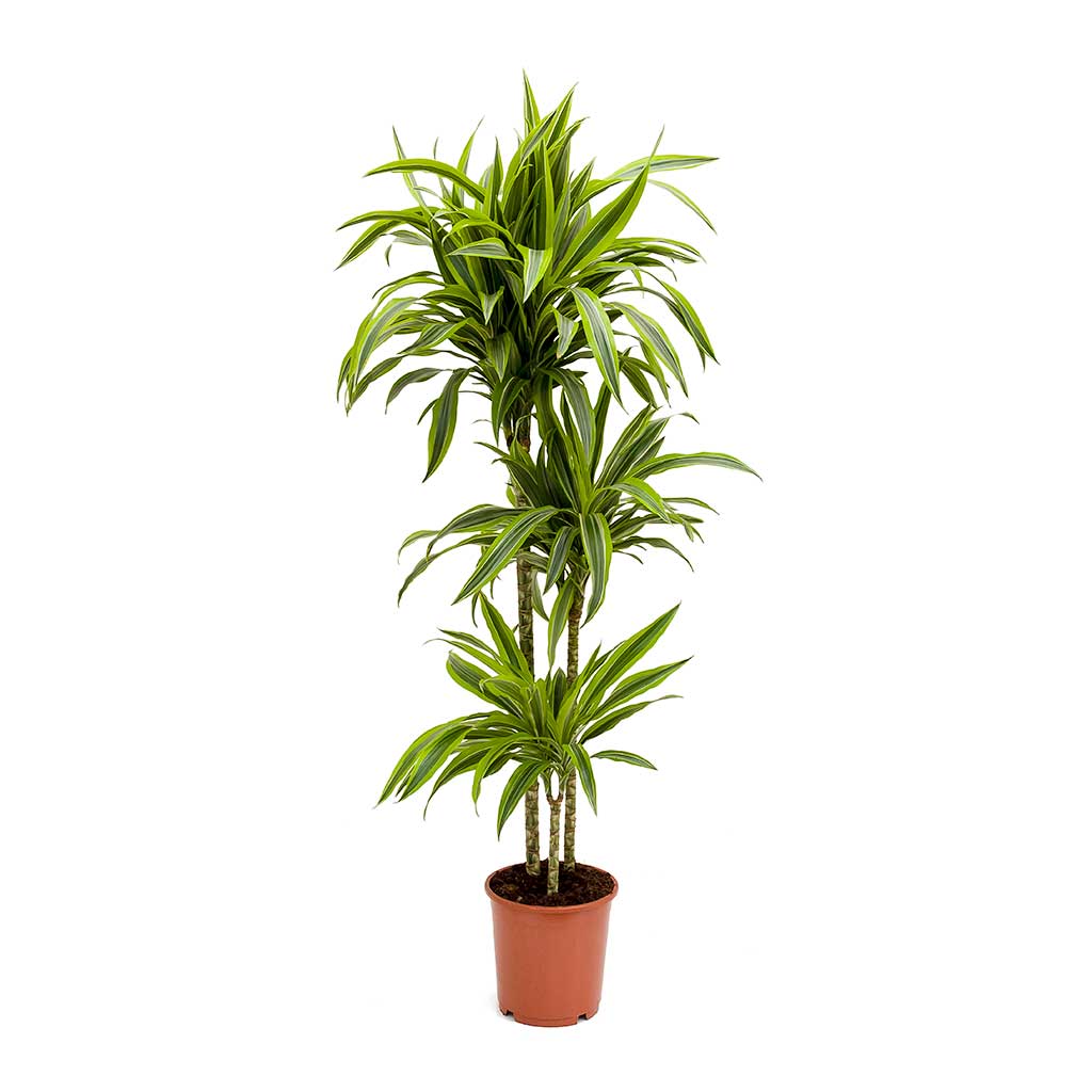 Dracaena Lemon Lime - Image 5