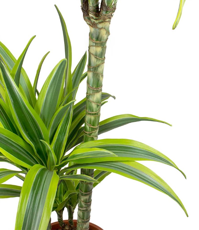 Dracaena Lemon Lime - Image 4