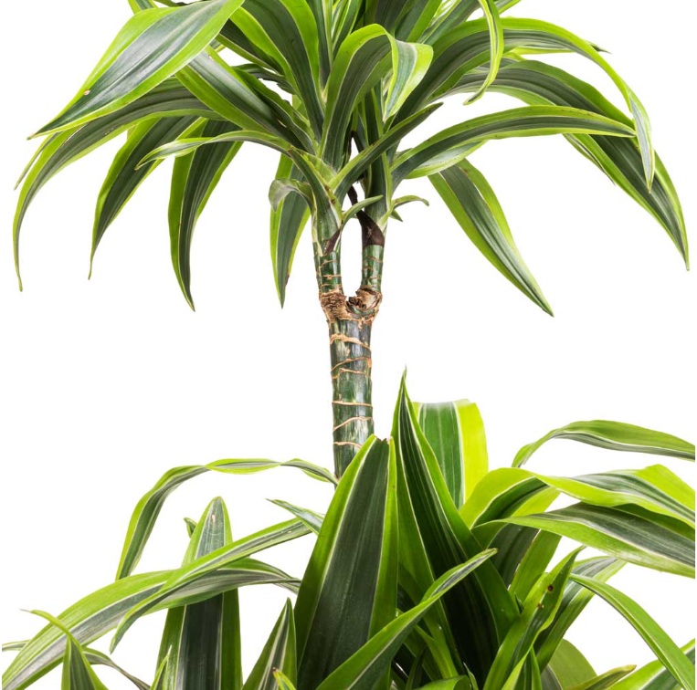 Dracaena Lemon Lime - Image 3