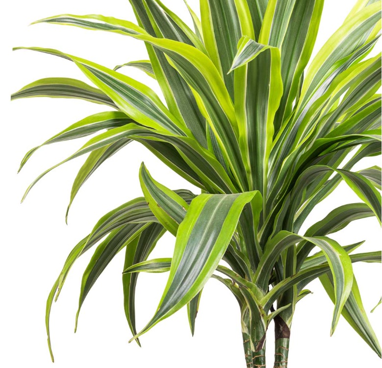 Dracaena Lemon Lime - Image 2