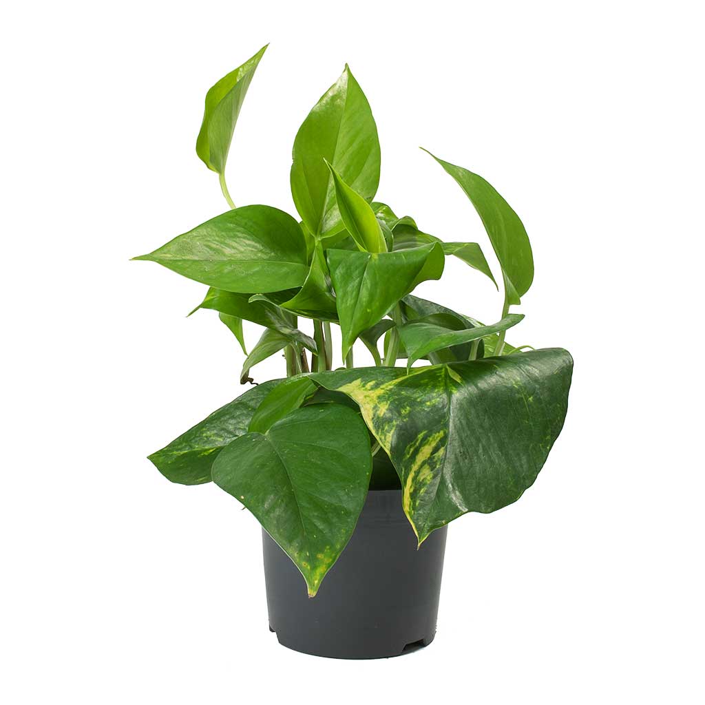 Pothos / Money Plant (Epipremnum aureum) - Image 2