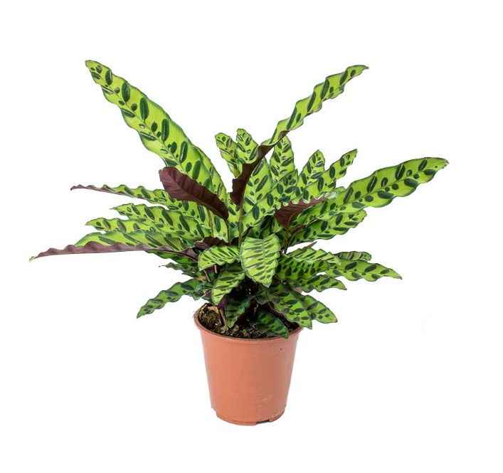 Rattlesnake Calathea - Image 2