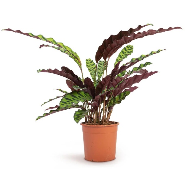 Rattlesnake Calathea