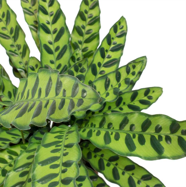 Rattlesnake Calathea - Image 3