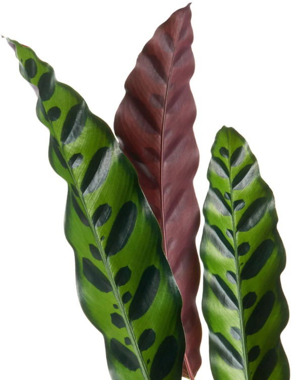 Rattlesnake Calathea - Image 4
