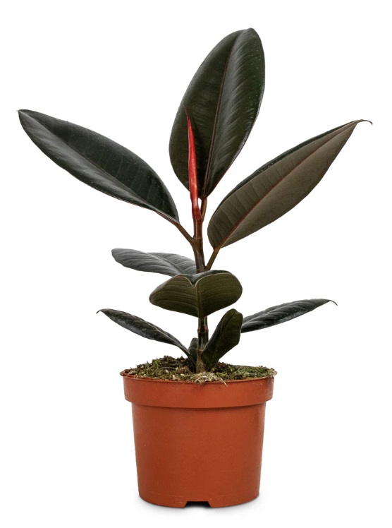 Rubber Plant (Ficus elastica) - Image 3