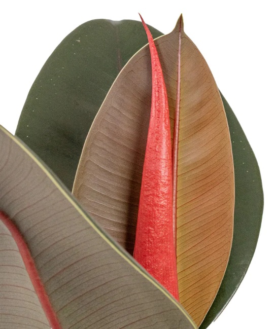 Rubber Plant XXL / Jungle Jewel - Image 2