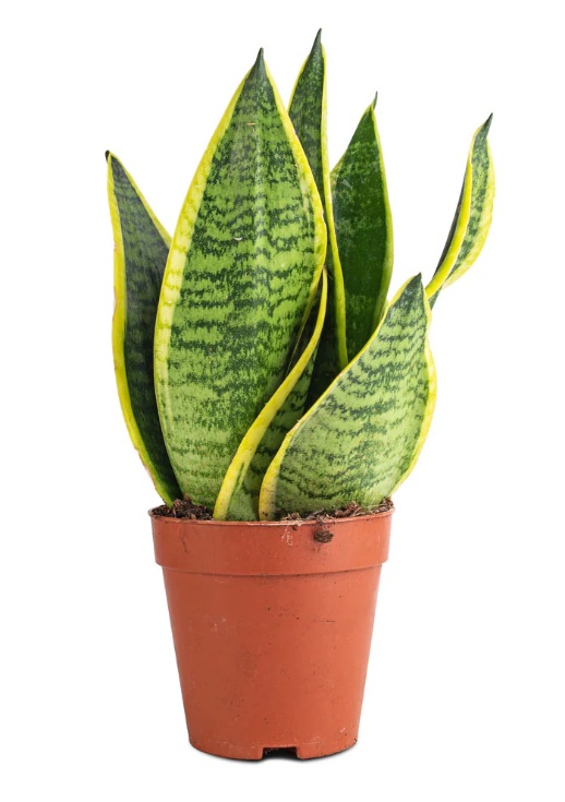 Snake Plant (Sansevieria) - Image 2