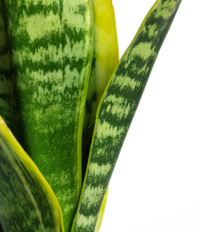 Snake Plant (Sansevieria) - Image 3