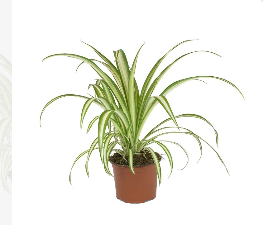 Spider Plant - Image 2
