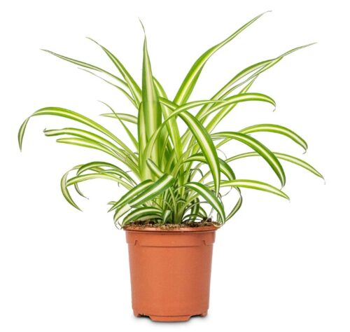 Spider Plant