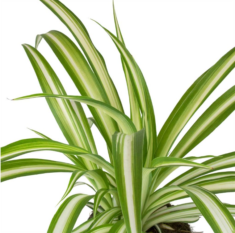 Spider Plant - Image 3